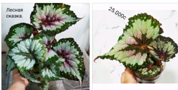 Молоденькие бегонии.