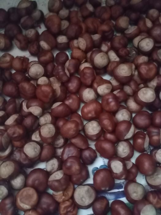 Каштан местный.есть саженцы