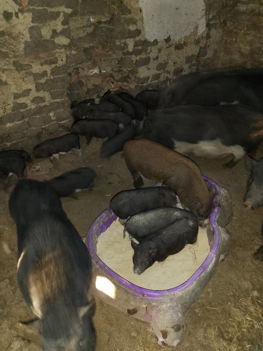 Виетнамски прасета