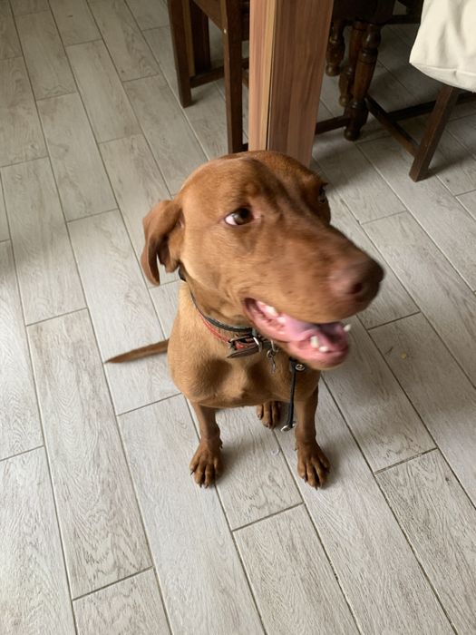 Dresaj canin, plimbare catei, corectare probleme comportament