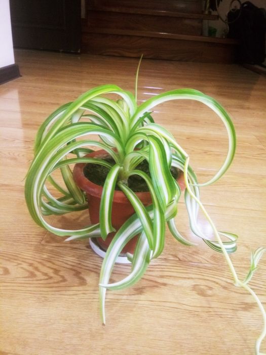 Хлорофитум пёстролистный и  кудрявый пёстролистный