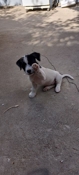 Amstaff metis 2 luni