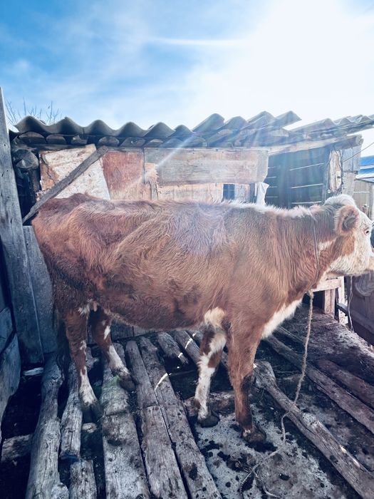 Сыйыр, 2 жасар сатамын.