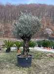 Măslin secular bătrân, Plante ornamentale,