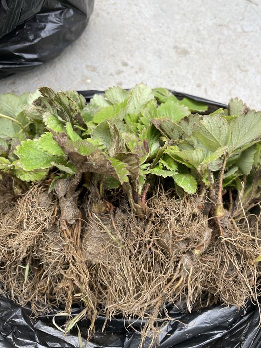 Продавам разсад ягоди