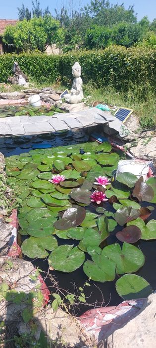 Продавам водни лилии и растения.