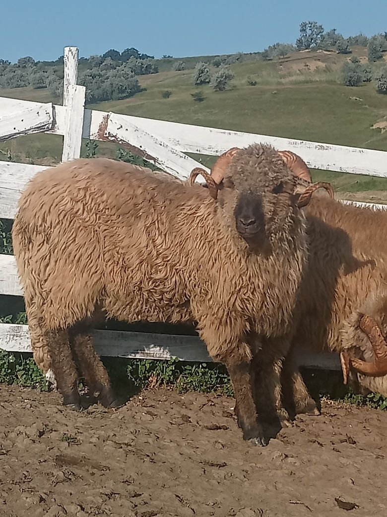 Berbecii bucălai