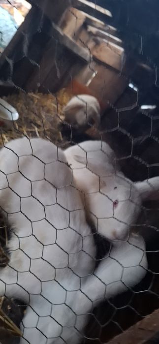 Vând iepurași hycole