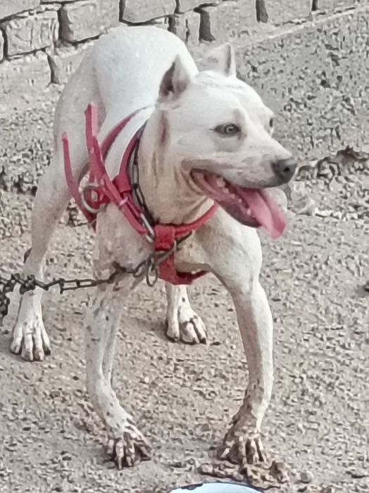 Argentina dogosi