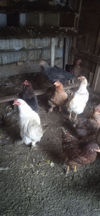 Товуклар сотилади