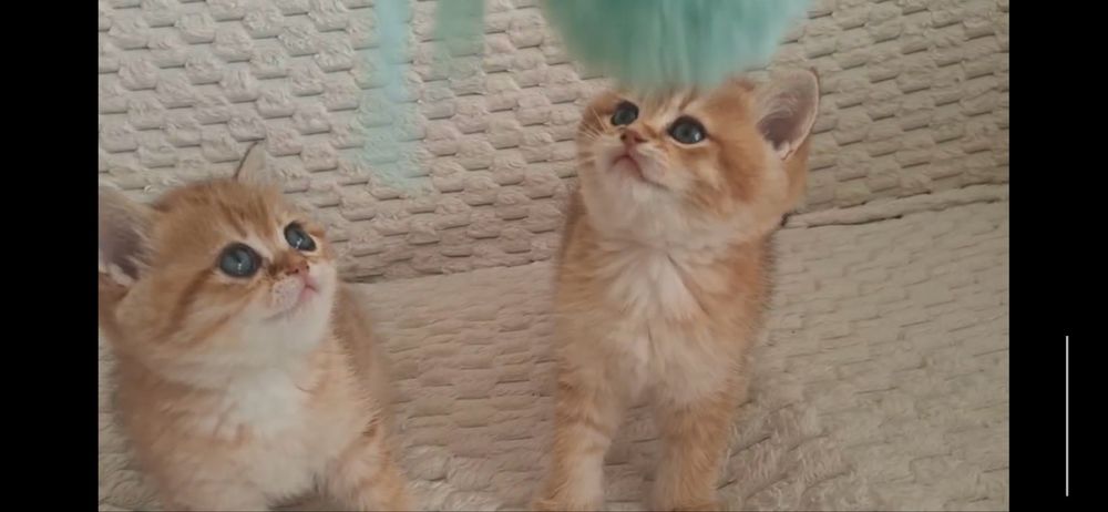 Продаются элитные котята