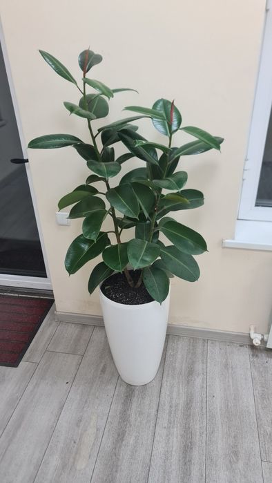 Xar xil turdagi gullarimiz sotuvda