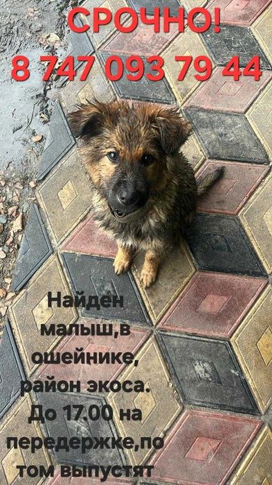 Найден щенок, в ошейнике.