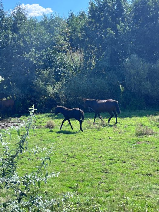 кулынды бие сатылады
