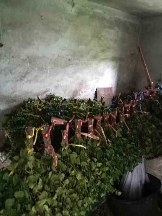 Веники березовые. Отличного качеста