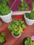 Продам комнатные цветы 
1. Алоэ 
2. Герань 
3. Колеус 
Также продам са