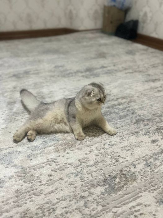 Skichtfoold britanski