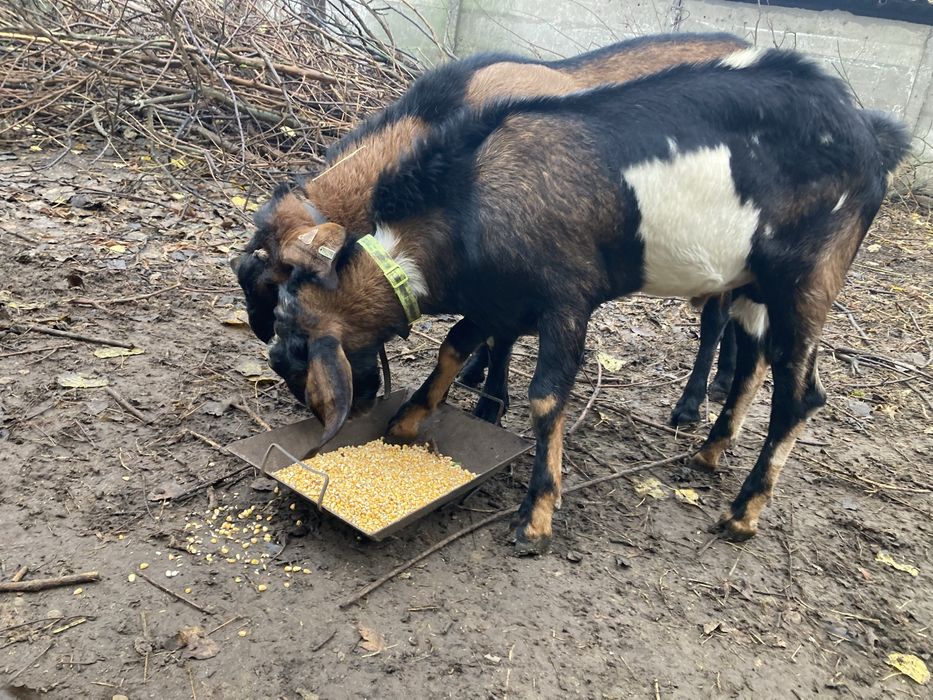 Tap anglonubian rasa pura