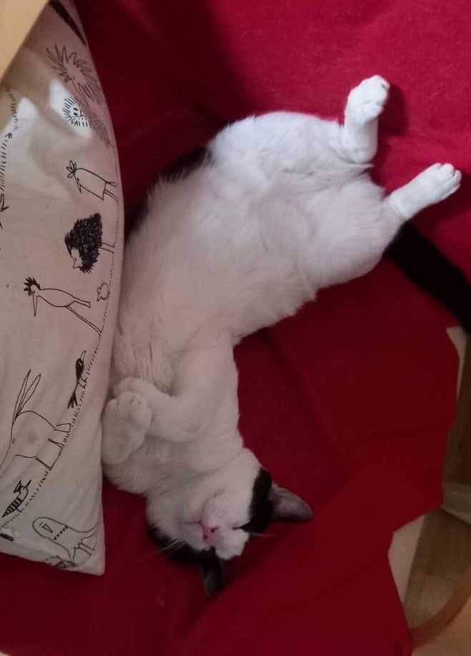 Metisi Angora cu Bombay pui, gratuit