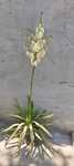 Yucca de gradină , înflorită