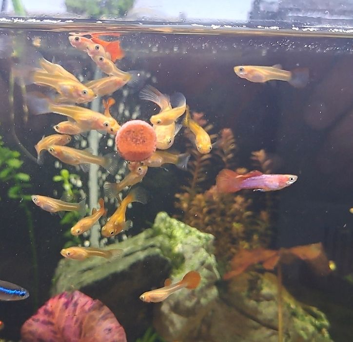 Creveti neocaridina , melci și pesti acvariu