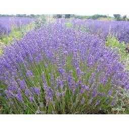 Lavanda flori proaspete