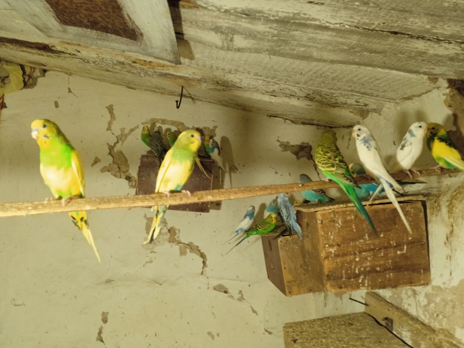 Волнистые попугаи