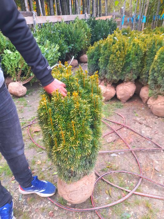 Vând plante ornamentale