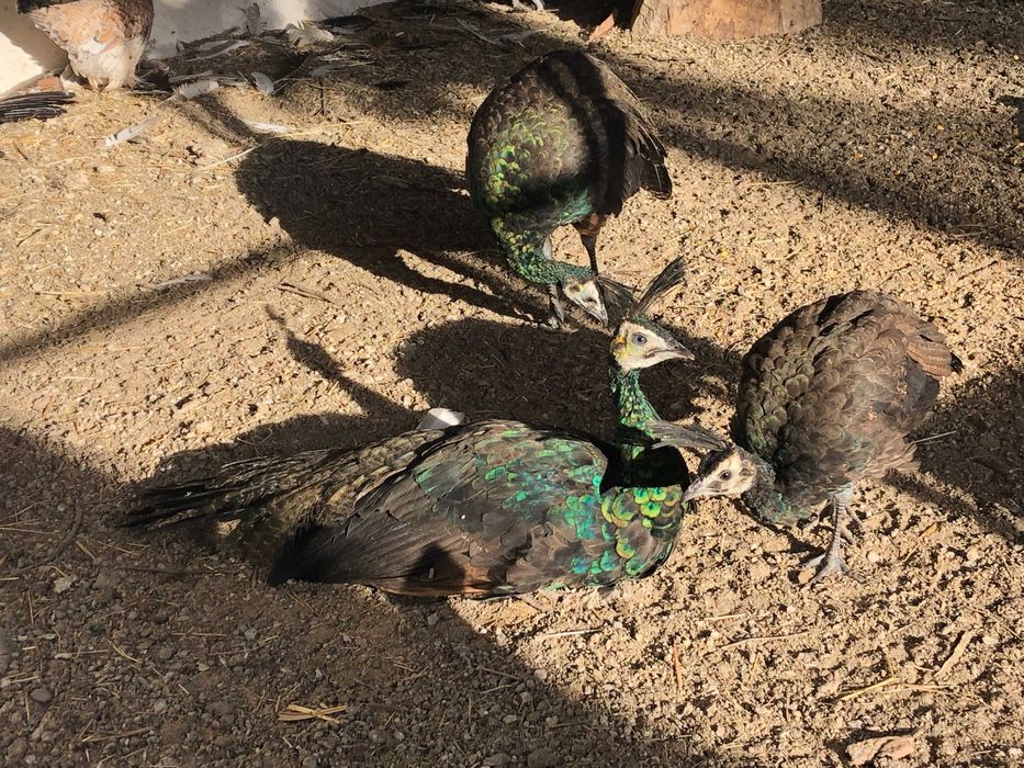 Vand paun verde muticus