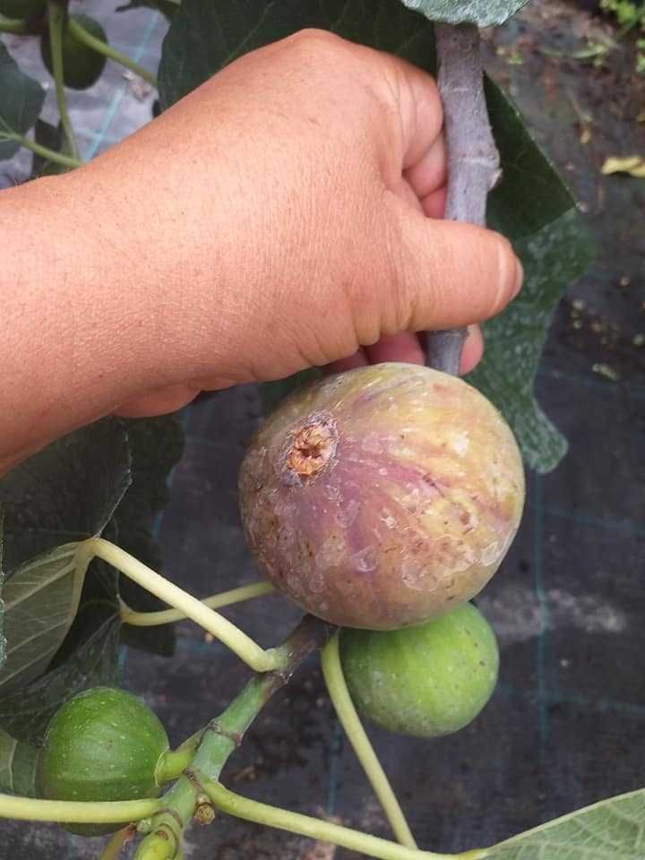 Smochin Rosce Della Signora în Ghiveci