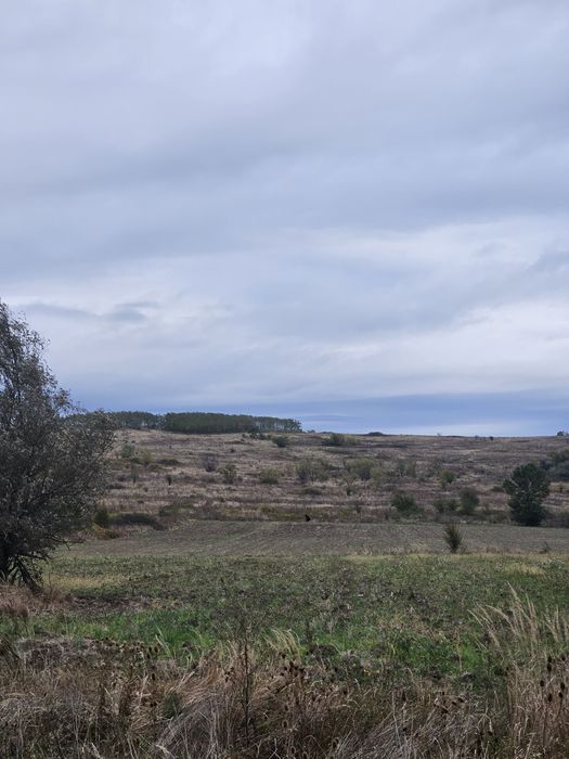 Vand 3Ha teren extravilan dealul viilor Lugoj Langa Pensiunea Lois