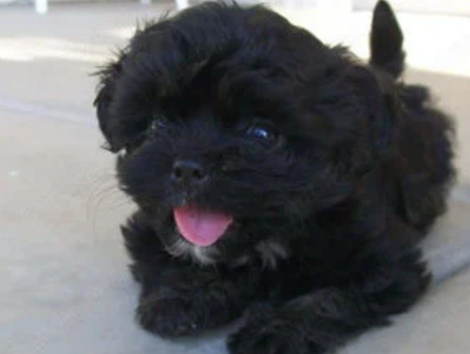 Bichon Havanez-pui