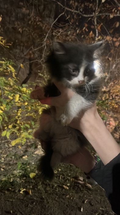 Отдам котика в добрые руки
