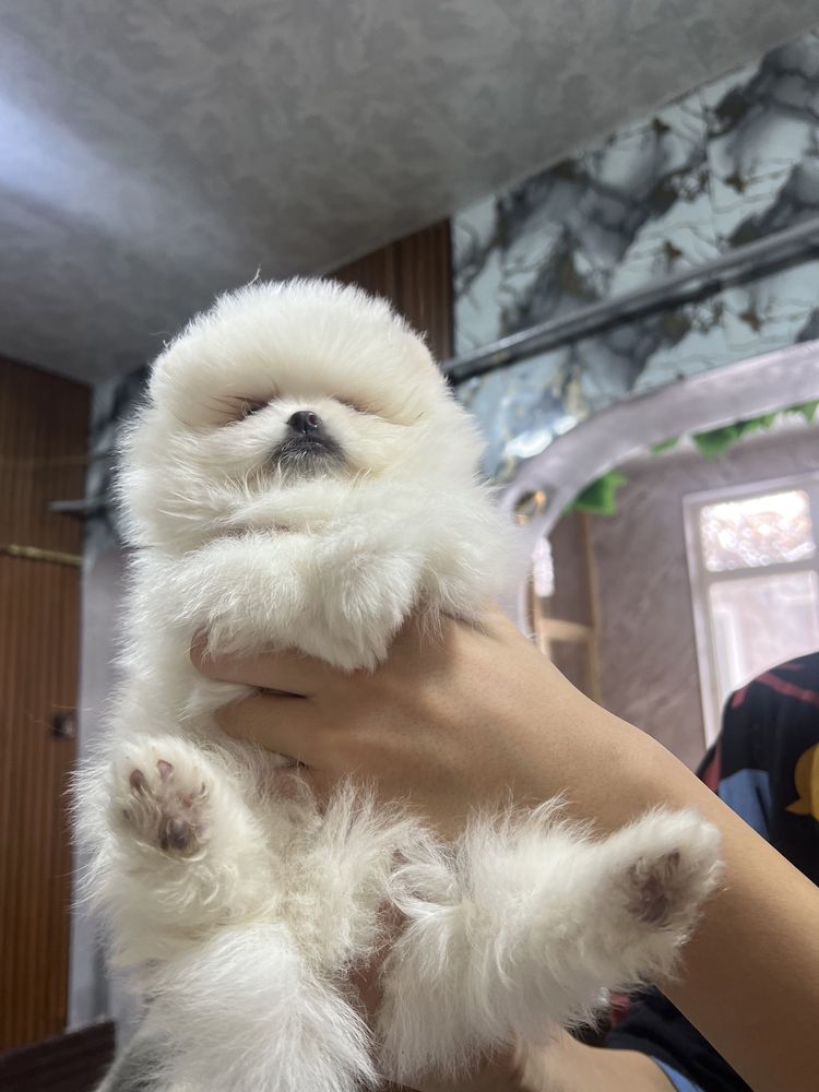 Померанский шпицы