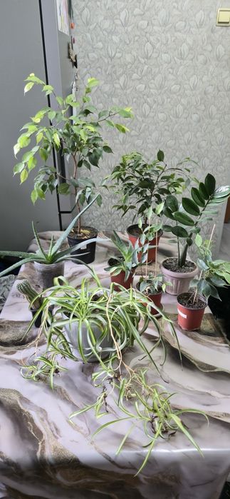 Комнатные растения фикус хлорофитум алоэ