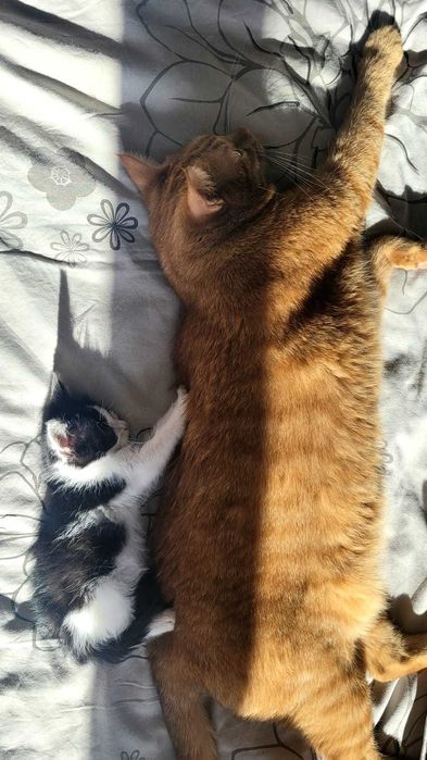 Motanel de 2 luni pentru adoptie - Iasi