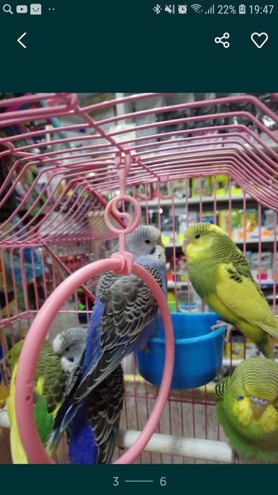 Волнистый попугай