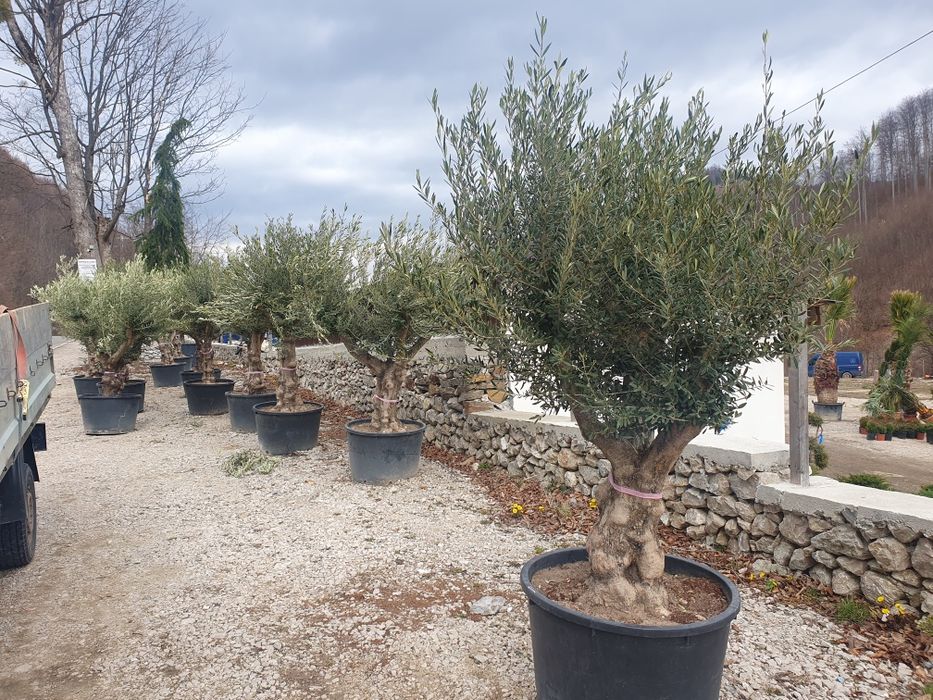 Plante exotice. Palmieri Trachycarpus Fortunei, maslin secular, bonsai