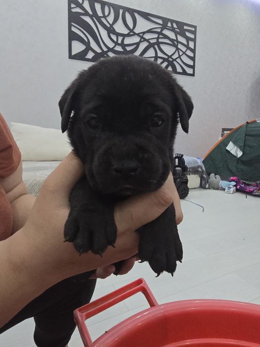 Открыта бронь щенков кане корсо