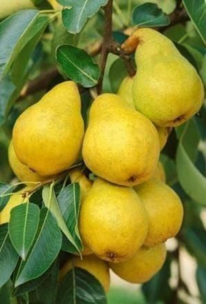 Meri.Ciresi.Par.Catina.Aluni.Nuci.Rodiu Kaki Visin Prun:Plantare  RO