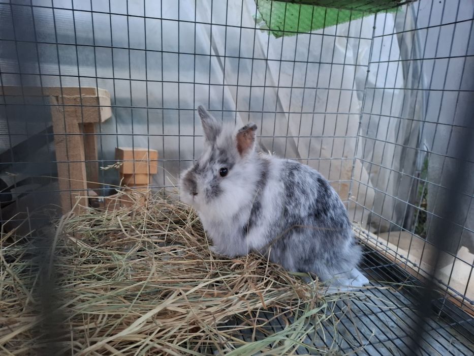 Iepurasi cap de leu si californian