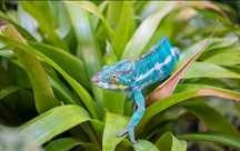 Cameleon.Doar la comandă!