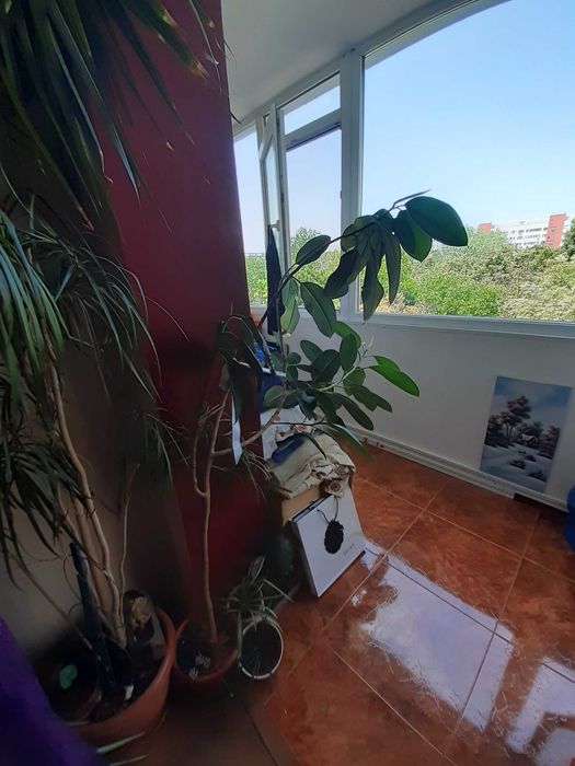Ficus inalt de1,50m