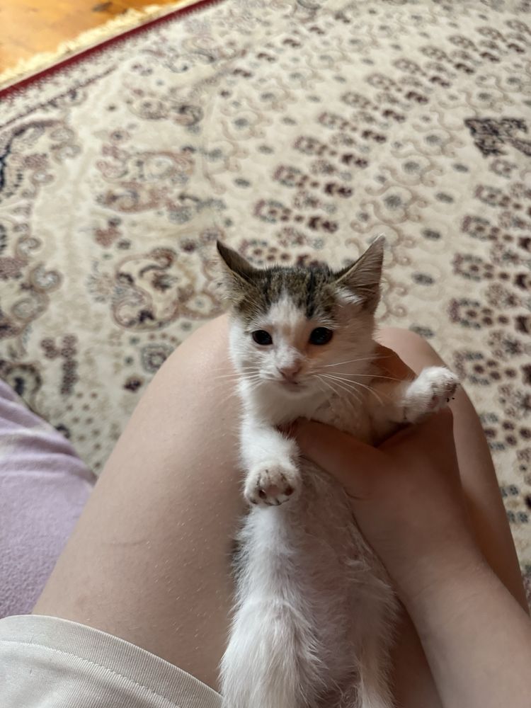 Котёнок домашний