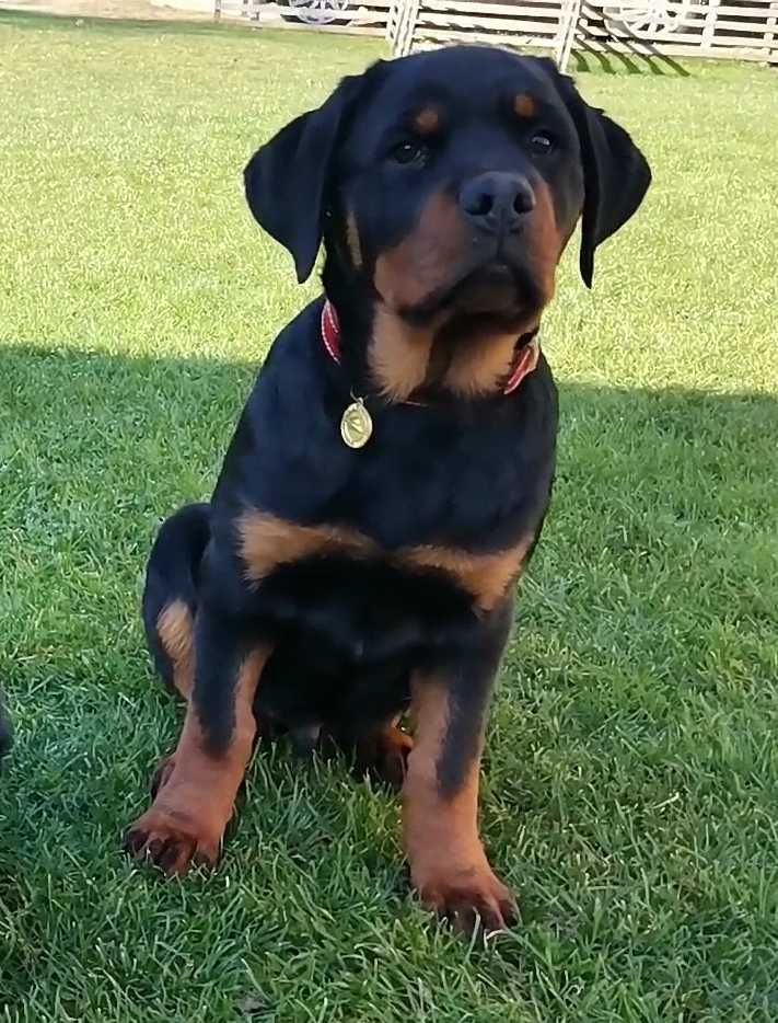 Pui Rottweiler cu pedigree