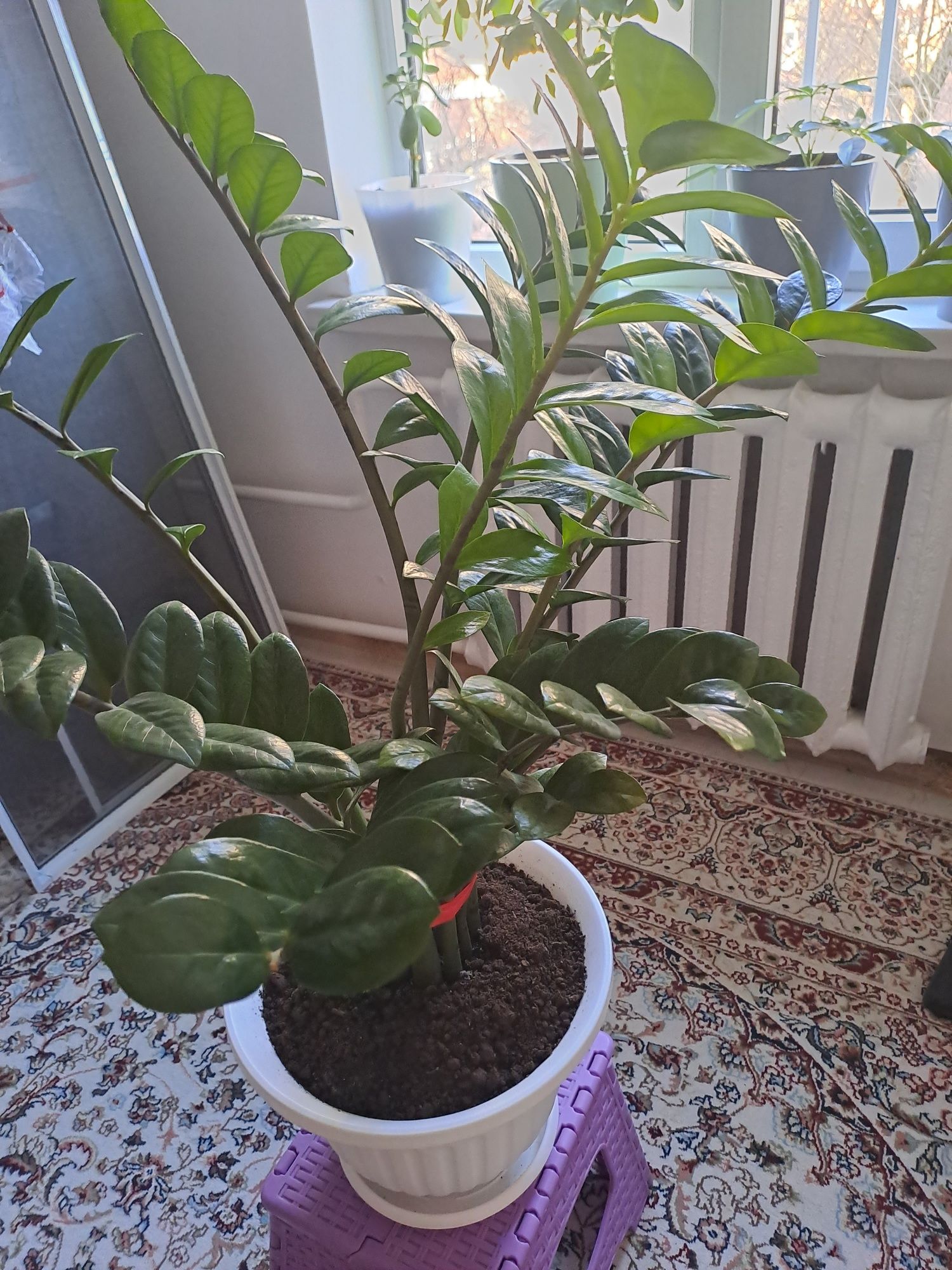 Замиокулькас(Долларовое дерево)