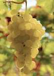 Vand struguri de vin productie 2025
