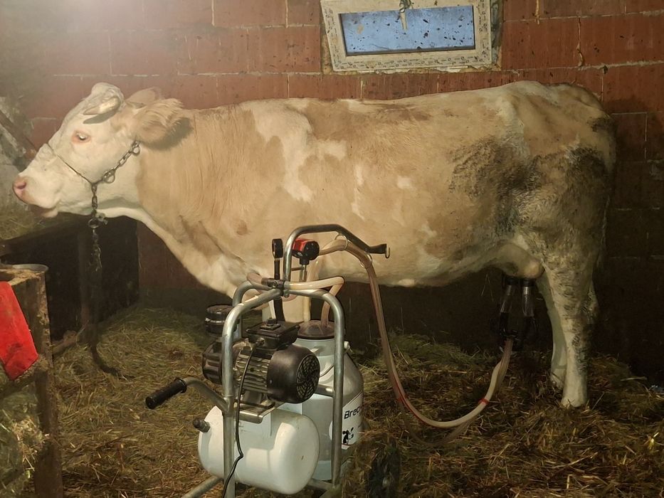 Vacă tânără de vanzare!