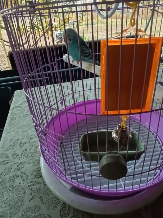 Peruș albastru femelă