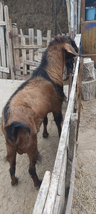 Țap Anglo Nubian 2000 lei negociabil
